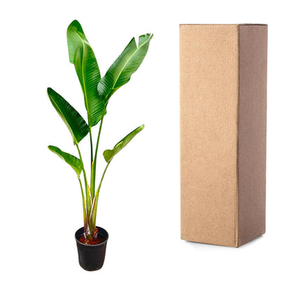 Weißer Paradiesvogel Strelitzia Augusta 210 cm – Tropische Zimmerpflanze