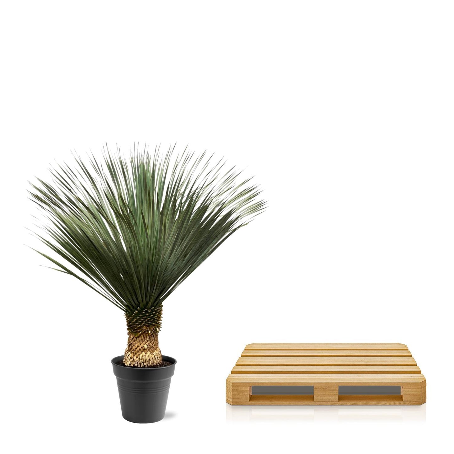 Blaue Palmlilie 130-150 cm – Yucca Rostrata – Exotische Kübelpflanze