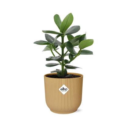 Clusia Princess in ELHO Vibes Fold 14cm geel