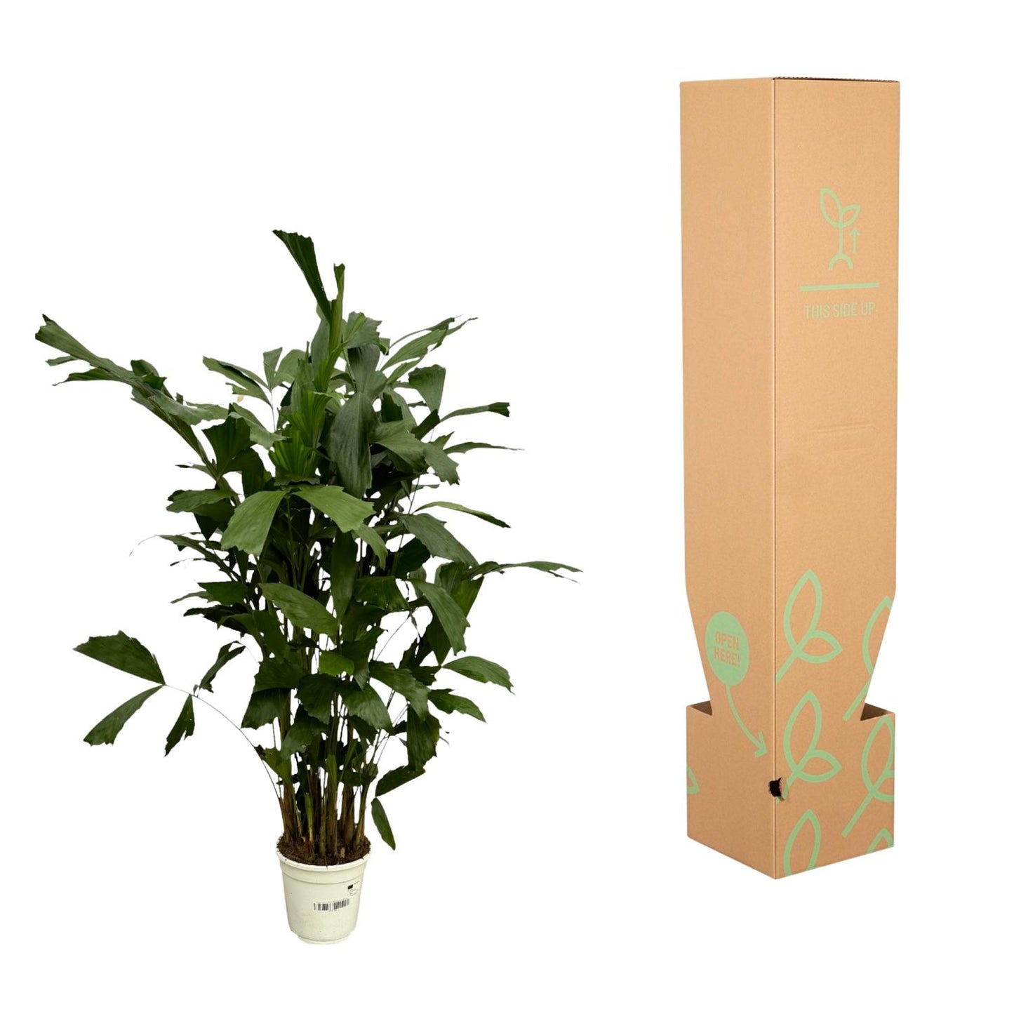 Fischschwanzpalme 110 cm – Exotische Zimmerpflanze