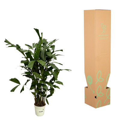 Fischschwanzpalme 110 cm – Exotische Zimmerpflanze