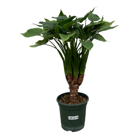 Pfeilblatt Alokasie – 120 cm tropische Zimmerpflanze