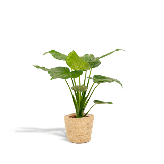 Alocasia Cucullata - Ø19cm - ↕65cm + Korb Selin