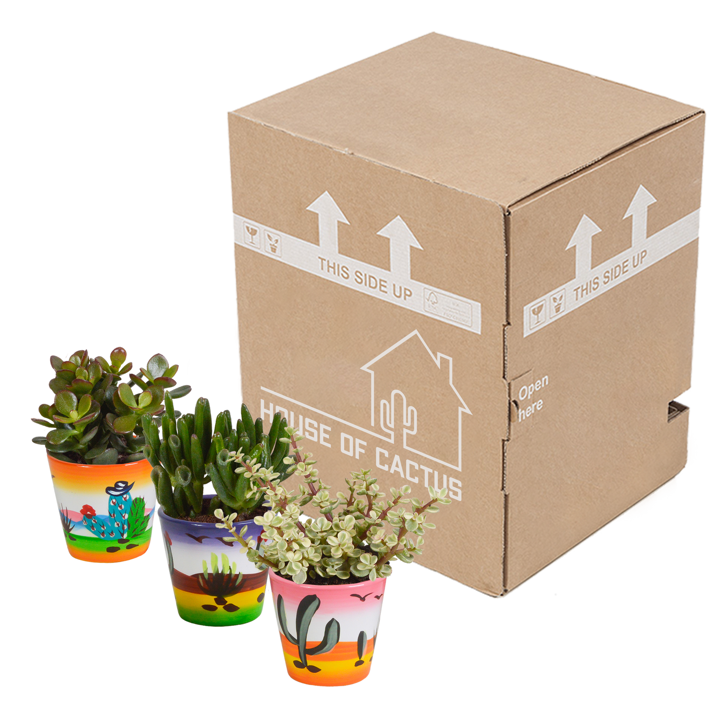 Dickblatt Mix 8,5 cm – 3er Set pflegeleichte Sukkulenten