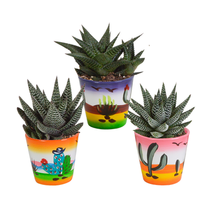 Gasterie & Haworthie Mix 3er Set – Pflegeleichte Sukkulenten 8,5 cm
