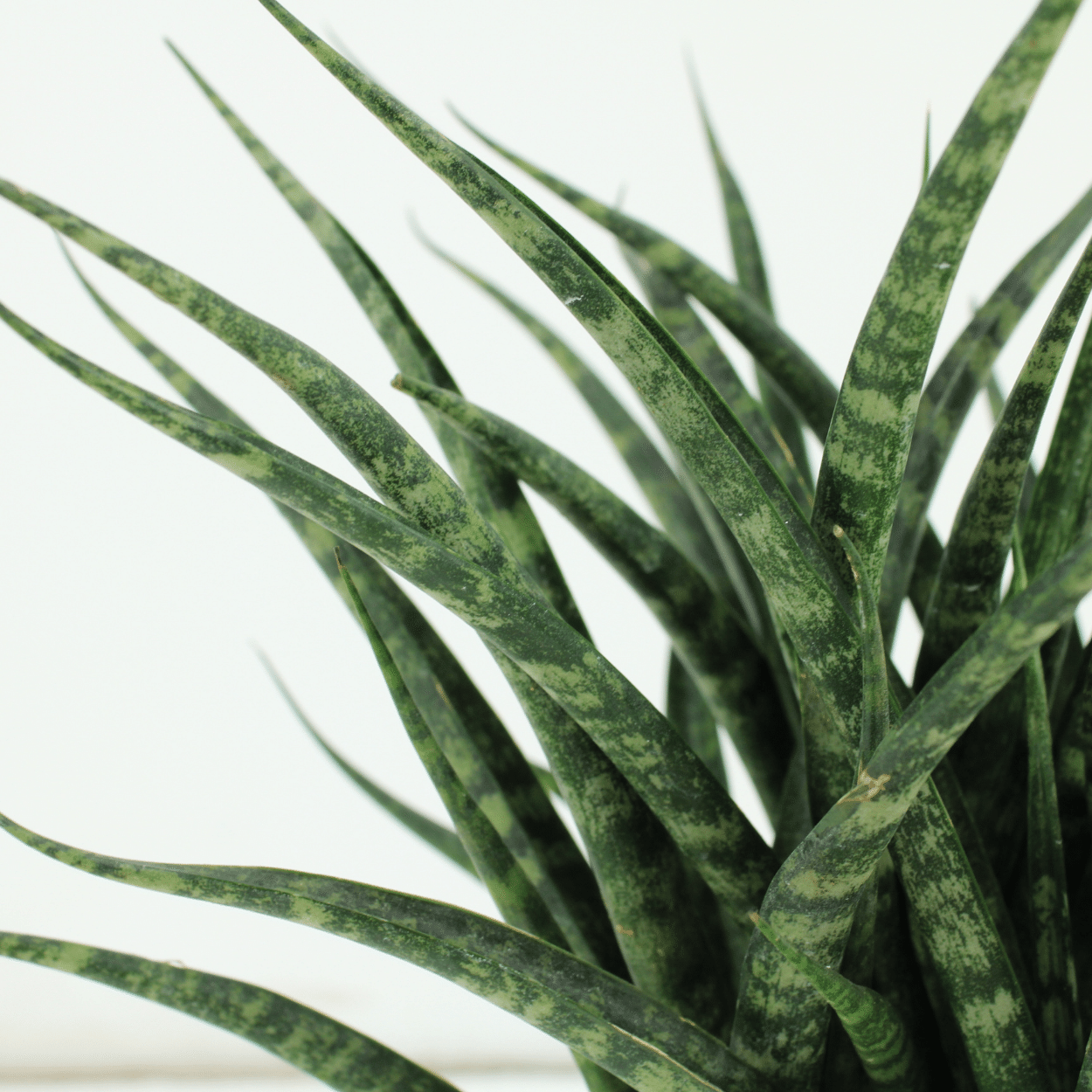 Sansevieria Fernwood Punk (Frauenzunge) - 2 Stücke - Ø12cm - ↕30cm