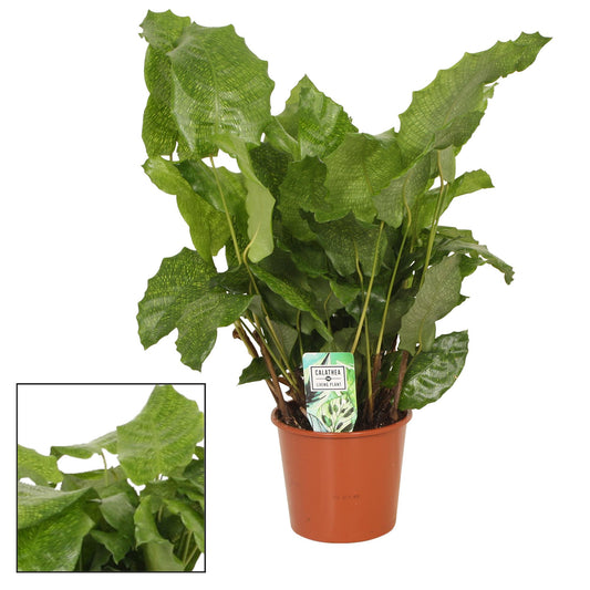 Calathea  Network - Ø17 ↕55