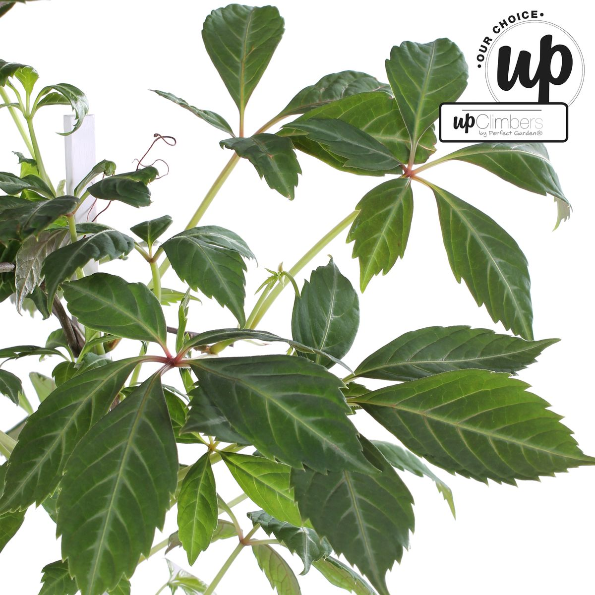Parthenocissus henryana - Keilschwanzmakrele - Ø15cm - ↕65cm
