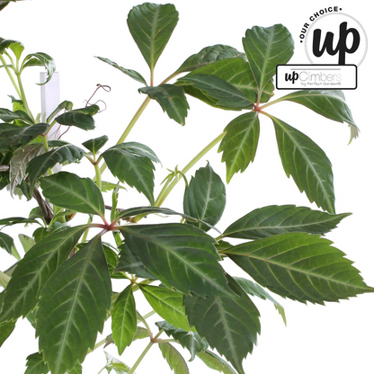 Parthenocissus henryana - Keilschwanzmakrele - Ø15cm - ↕65cm