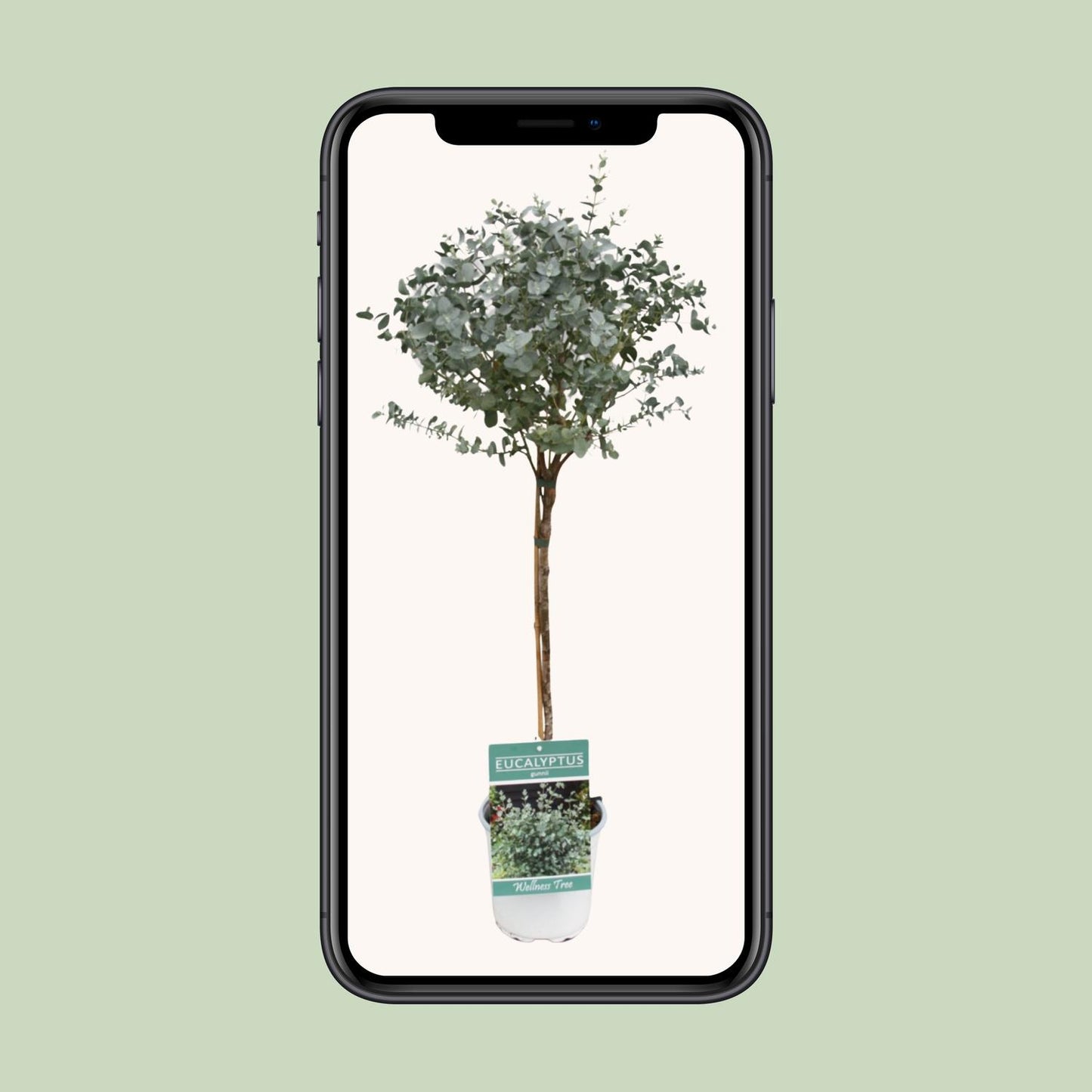 Eucalyptus - Ø17cm - ↕80cm