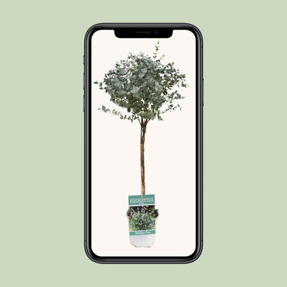 Eucalyptus - Ø17cm - ↕80cm
