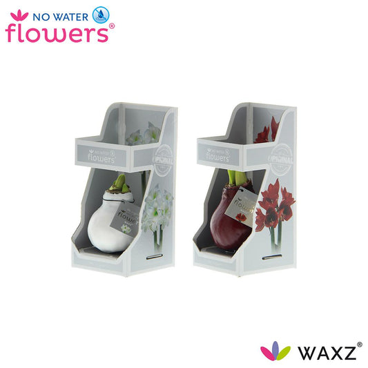 No Water Flowers Waxz Colorz in Gift Box - 2 Stücke - Ø7 cm - ↕15 cm