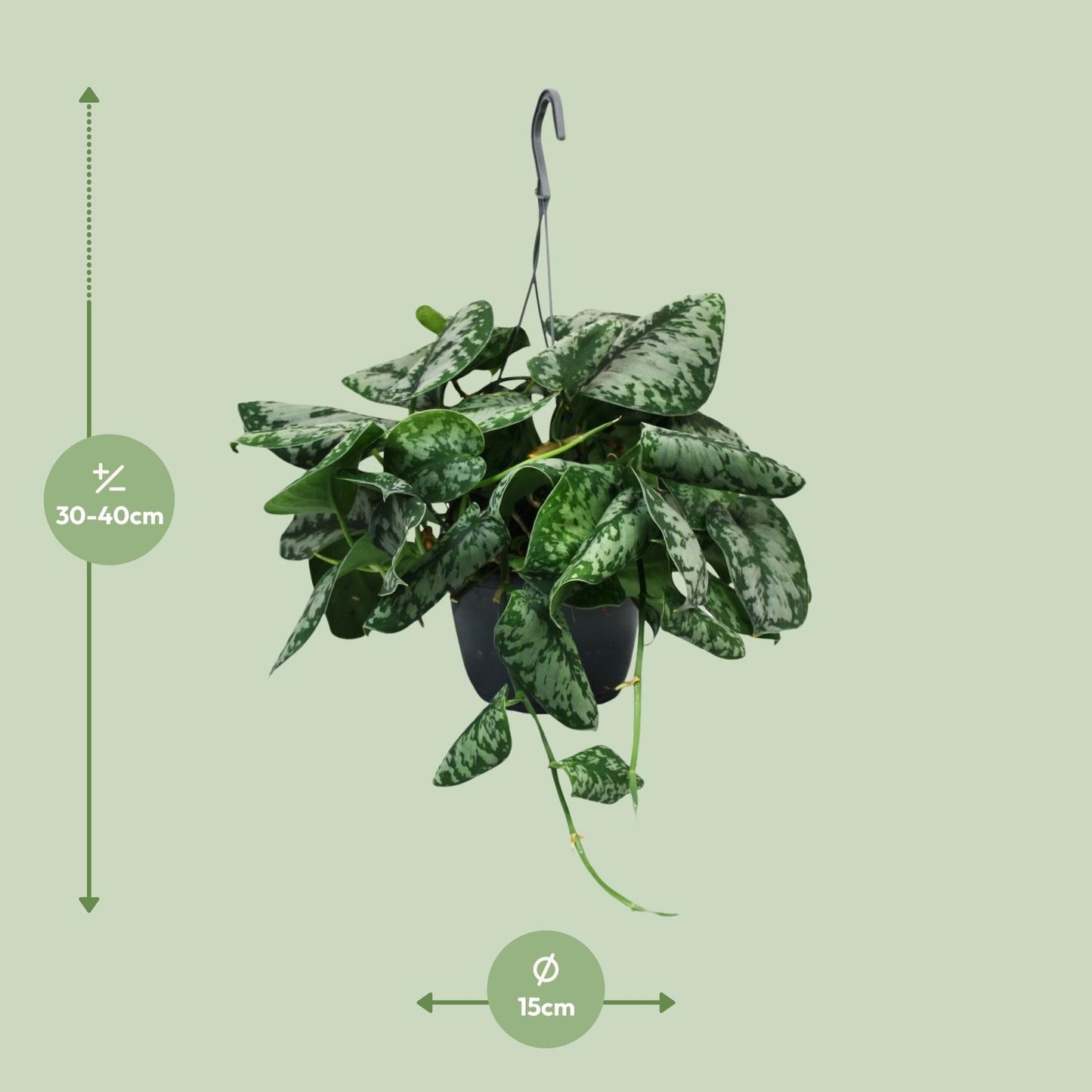 Scindapsus Pictus Trebie - Ø15cm - ↕35cm