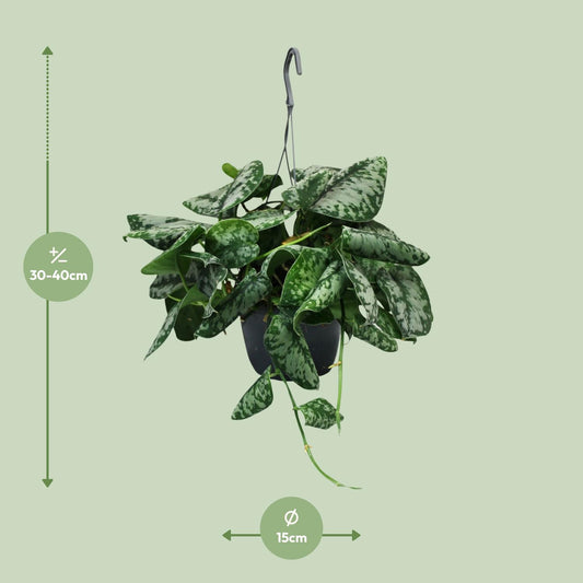 Scindapsus Pictus Trebie - Ø15cm - ↕35cm