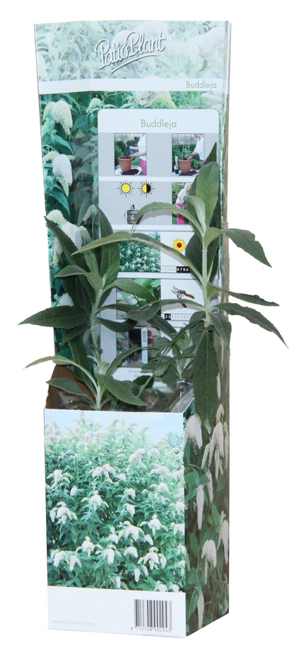 20x Buddleja Davidii Mix