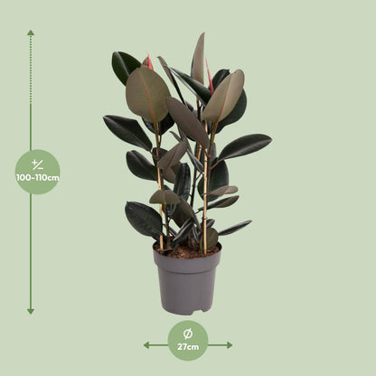 Ficus Elastica Abidjan - Ø27cm - ↕90cm