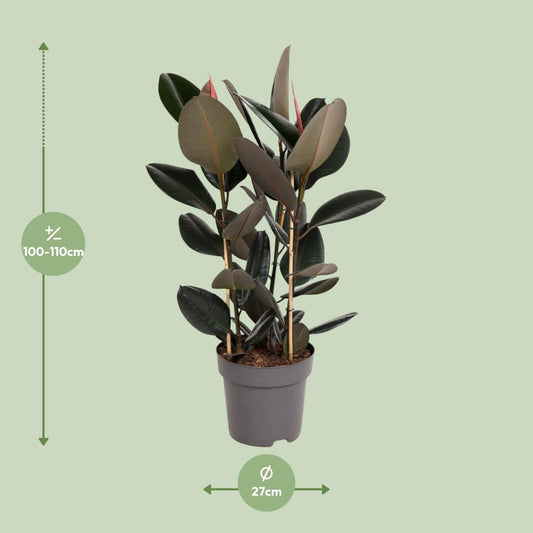 Ficus Elastica Abidjan - Ø27cm - ↕90cm