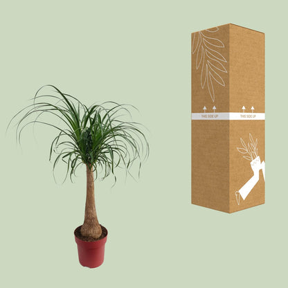 Beaucarnea "Maya Palm" Stam P27 - Ø27cm - ↕110cm