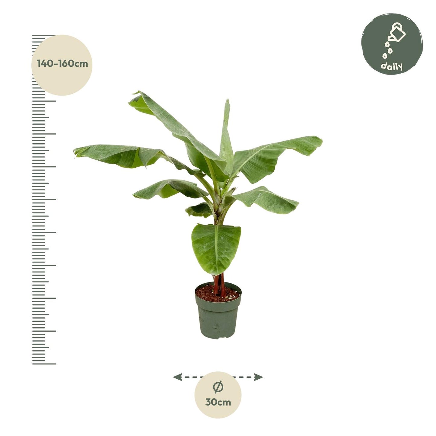 Bananenstaude 170 cm – Tropische, stilvolle Zimmerpflanze