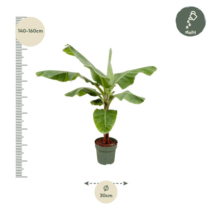 Bananenstaude 170 cm – Tropische, stilvolle Zimmerpflanze