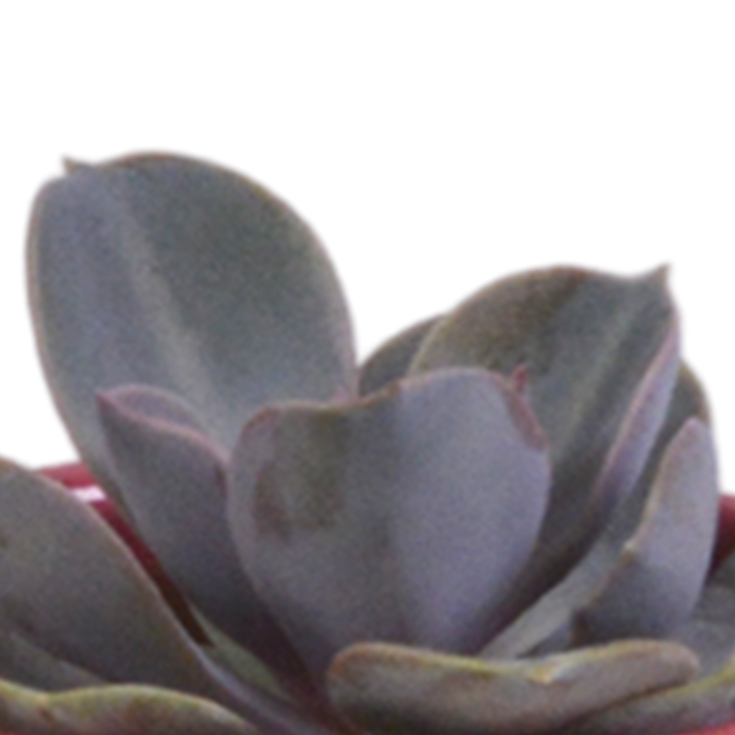 Vetplanten-Mischung 5,5 cm - 5x - in Mexicaanse pot