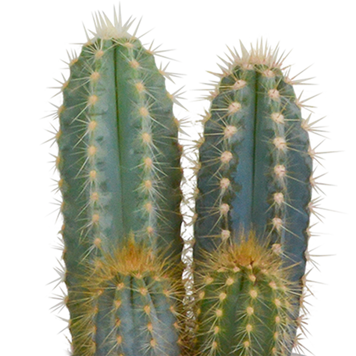 Kakteen Mix 8,5 cm – 3er Set im Terrakotta-Topf