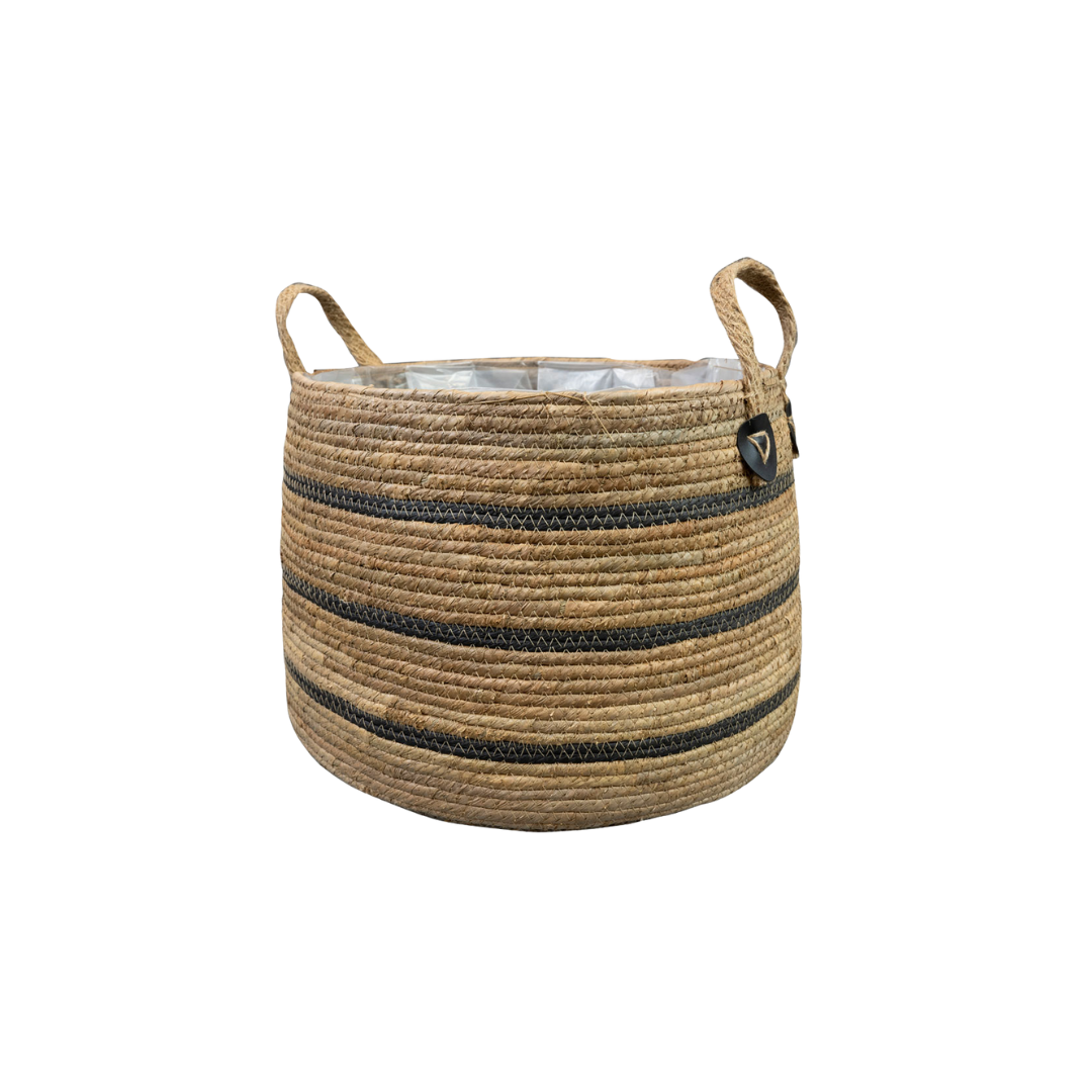 Korbmarante 'Isla Black' – Exotische Zimmerpflanze 43 cm