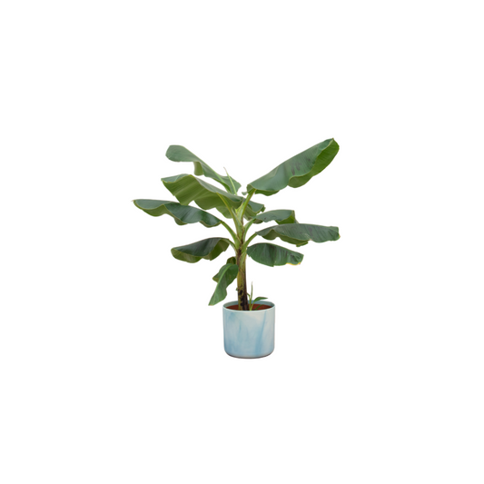 Bananenpflanze 100 cm im blauen Design-Topf
