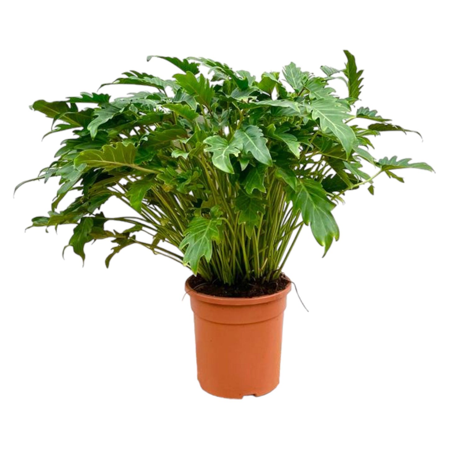 Xanadu-Philodendron 80 cm – Pflegeleichte Tropische Zimmerpflanze