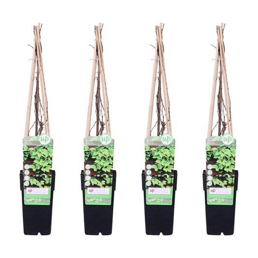 4x - Parthenocissus tricuspidata 'Veitch Boskoop' - ↨65cm - Ø15
