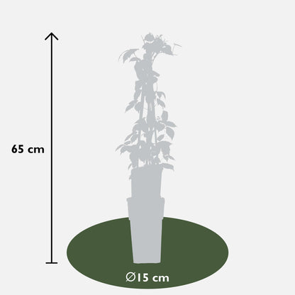 Parthenocissus tricuspidata 'Veitch Boskoop' - Ø15cm - ↕65cm