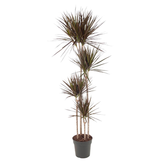 Drachenbaum Magenta 180 cm – Exotische, pflegeleichte Zimmerpflanze