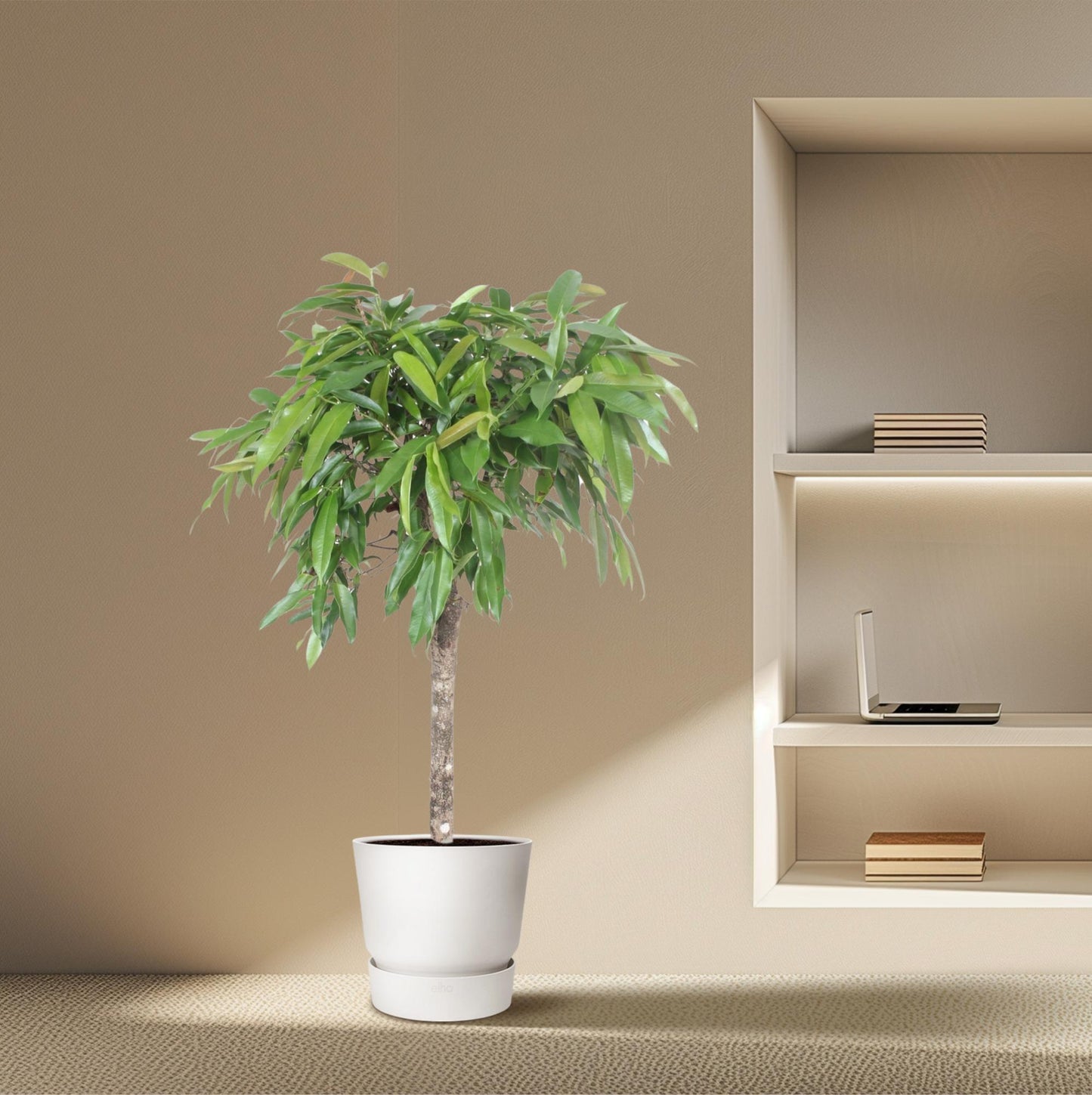Ficus Amstel König – 130 cm Zimmerpflanze mit geflochtenem Stamm