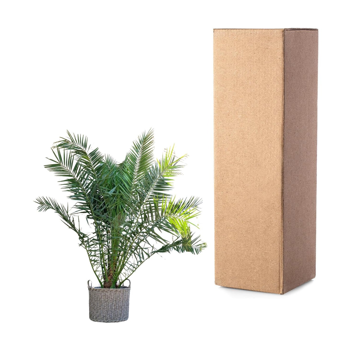 Kanarische Dattelpalme 300 cm – Mediterrane Kübelpflanze