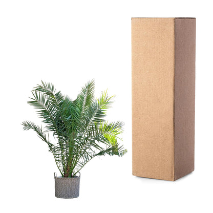 Kanarische Dattelpalme 300 cm – Mediterrane Kübelpflanze