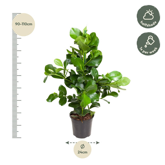 Balsamapfel 110 cm – Pflegeleichte, elegante Zimmerpflanze