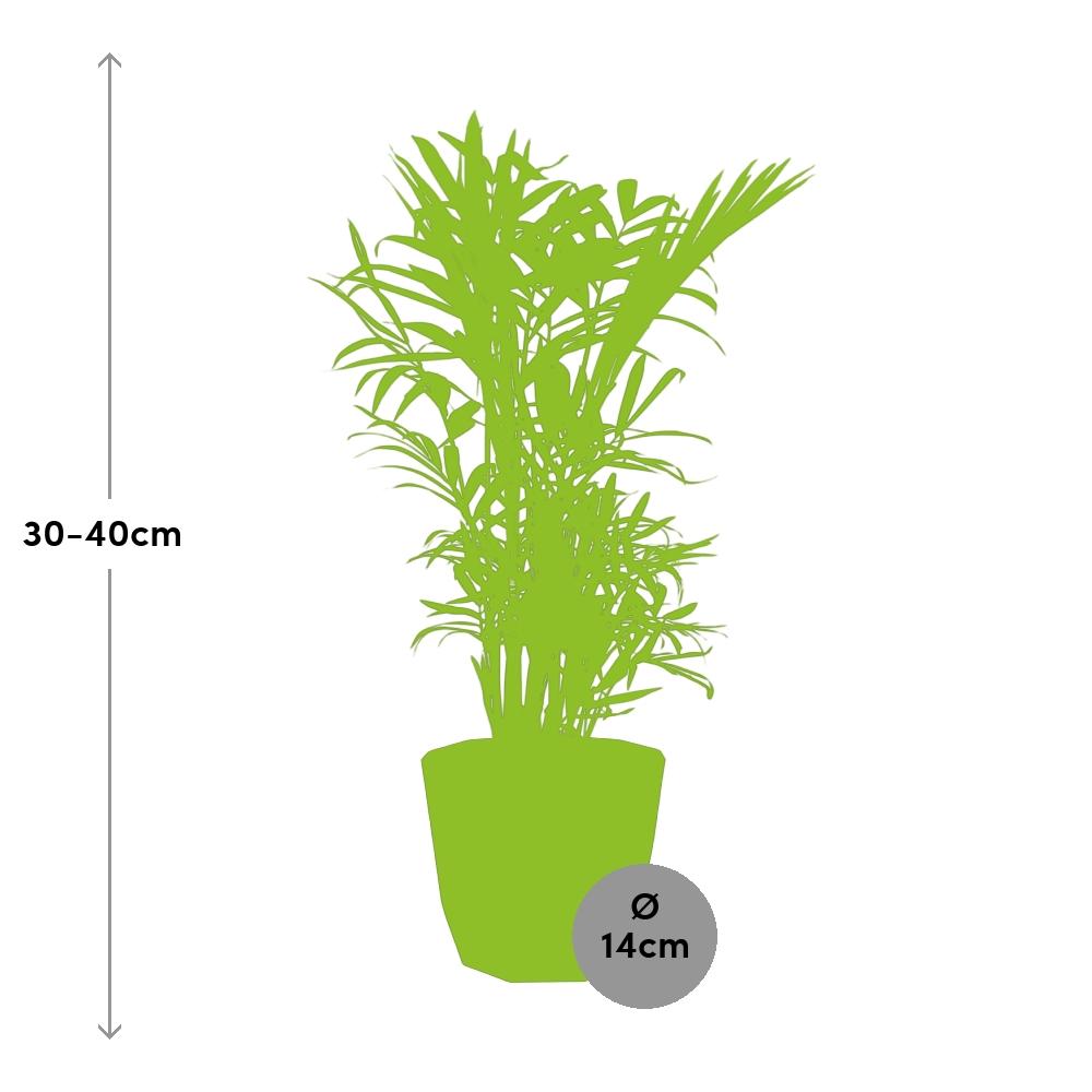 Chamaedorea Elegans in 14cm b.for rock living black