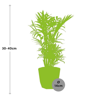 Chamaedorea Elegans in 14cm b.for rock living black