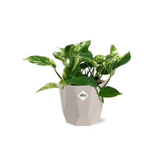 Scindapsus (Epipremnum) Marble Queen in ELHO b.for rock 14 cm warm grey
