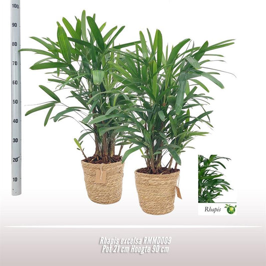 Rhapis Excelsa 21cm RMMD009 - Ø21cm - ↕90cm