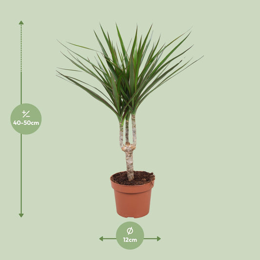 Dracaena Marginata - Ø12cm - ↕50cm