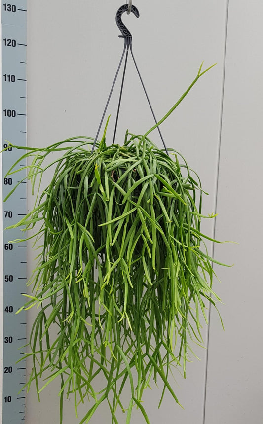 Rhipsalis Trigona - Ø25cm - ↕60cm