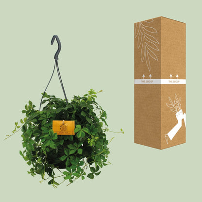 Parthenocissus Striatha Hängen - Ø15cm - ↕15cm