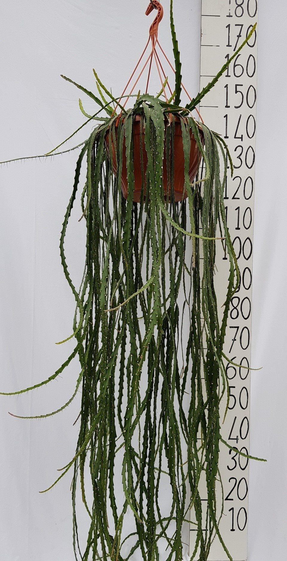 Lepismium Cruciforme 30cm - Ø30cm - ↕100cm