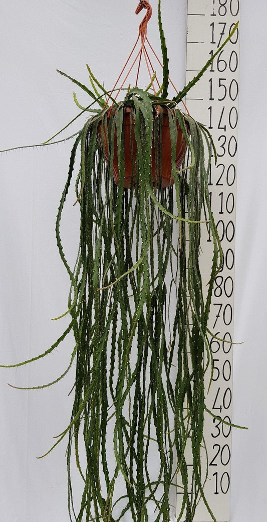 Lepismium Cruciforme 30cm - Ø30cm - ↕100cm