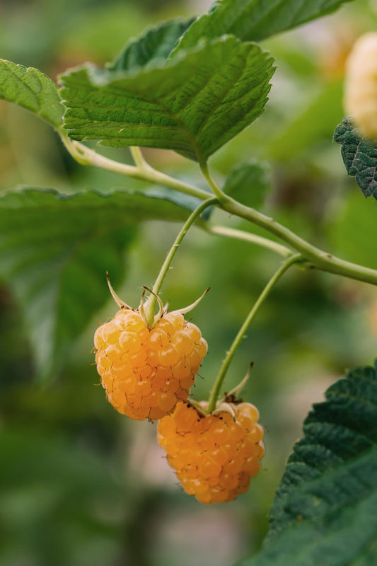 4x - Rubus 'Autumn' - ↨45cm - Ø13