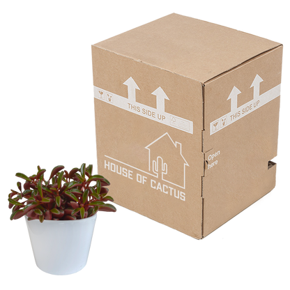 Erbsenstrauch (Peperomia graveolens) – Exotische, pflegeleichte Zimmerpflanze