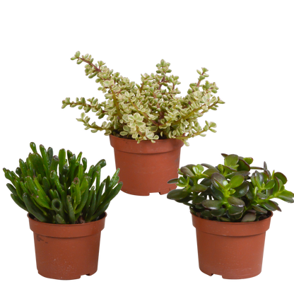 Dickblatt Mix 10,5 cm – 3er Set pflegeleichte Sukkulenten