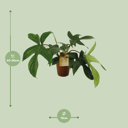 Philodendron Florida Green - Ø15cm - ↕50cm