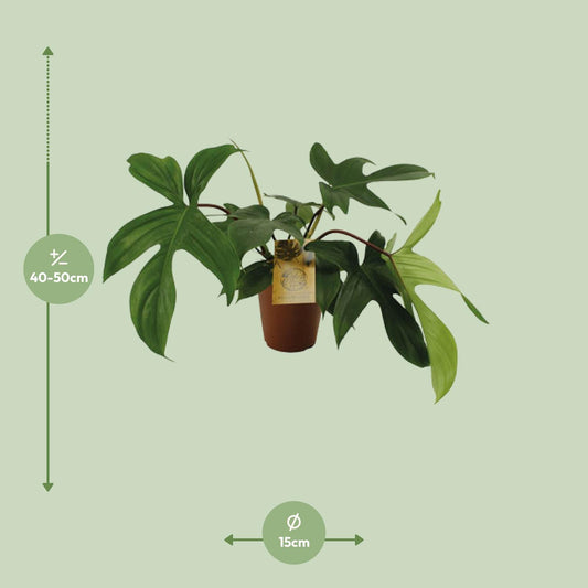 Philodendron Florida Green - Ø15cm - ↕50cm